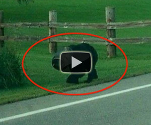 Un orso ha la testa incastrata, qualcuno trova il coraggio di agire