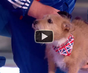 Un minuscolo cane sale sul palco e mostra il suo incredibile talento