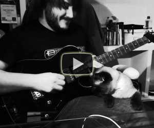 Impossibile suonare con questo gatto
