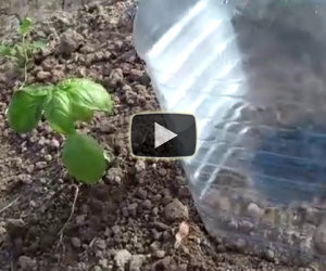 Ecco in che modo irrigare risparmiando acqua