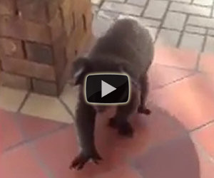 Koala si autoinvita a casa