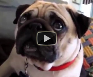 La compilation dei cani colpevoli
