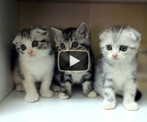 La danza dei piccoli gattini