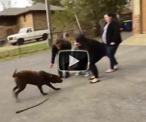 Un labrador è stato rubato, ecco cosa fa quando rivede la sua famiglia