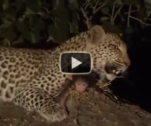 Leopardo si commuove davanti la preda
