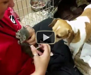 Donna cerca di allattare un gatto orfano ma guardate cosa fa il cane