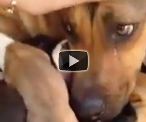 Mamma salvata con i suoi cuccioli, guardate bene i suoi occhi...