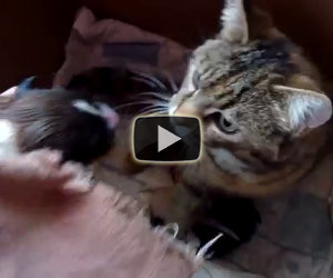 Affidano un cucciolo di cane a mamma gatta, la reazione è dolcissima