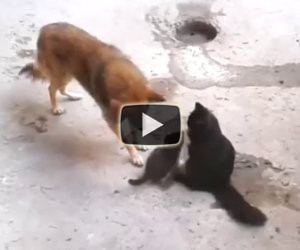 Mamma gatta presenta i suoi gattini ad un vecchio amico