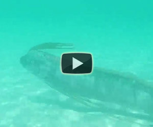 Mostro marino nuota a pelo d'acqua