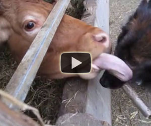 Mucca lava la faccia di un cane