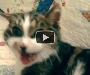Non svegliare il gatto