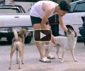 Ogni giorno scende in strada e pulisce tutti i cani randagi