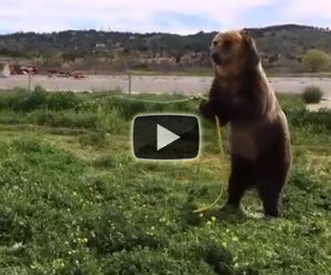 Un orso decide di annaffiare un cane, la sua reazione è buffissima