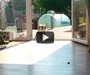 Perchè il cane non entra a casa?