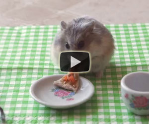 Piccolo criceto mangia una piccola pizza