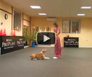 Questo pitbull danza con la sua padrona. Uno spettacolo incredibile