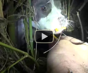 Pitbull ferito nasconde una sorpresa