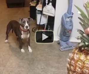 Pitbull terrorizzato da un ananas