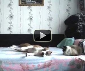 Quando il cane resta a casa da solo