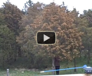 Quanto polline può avere un albero?