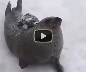 Questo è quello che fa una foca quando ha fame