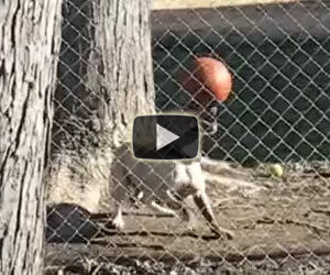 Ecco un cane che crede di essere un campione di calcio