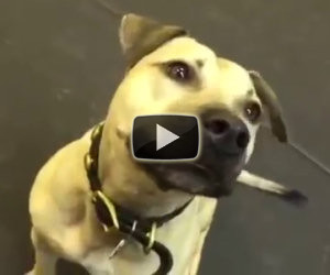 L'amore di questo cane per la pizza va oltre ogni aspettativa