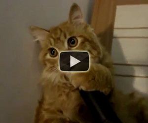 Questo gatto ama l'aspirapolvere