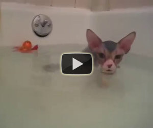 Mette il gatto nella vasca da bagno per la prima volta, ecco la reazione