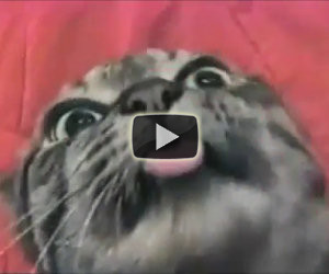 Questo gatto ha qualcosa che non va
