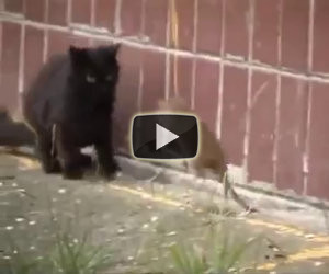 Ratto gigante non ha paura dei gatti