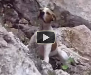 Cane abbandonato nel burrone vede i suoi salvatori, ecco la sua reazione