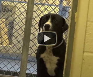 La tenera reazione di un cane che torna libero dopo giorni in canile