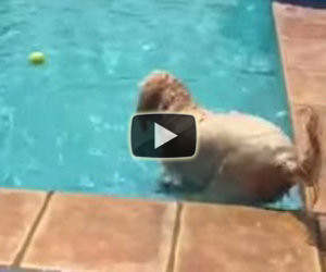Ha perso la palla nella piscina, ecco il modo in cui la recupera
