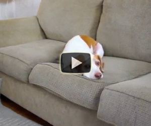 Il cane è annoiato, ma il suo padrone sta per fargli una sorpresa