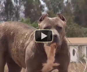 Sembra un pit bull feroce ma...