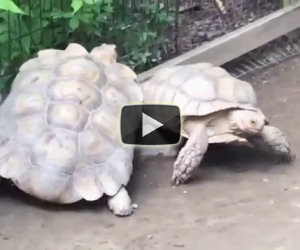 Una tartaruga resta incastrata, guardate cosa fa la sua amica