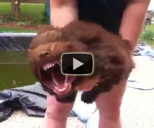 Trasformare un cucciolo in bestia