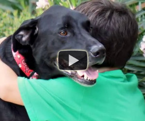 Il cane sta per morire, la famiglia decide di regalargli un giorno speciale