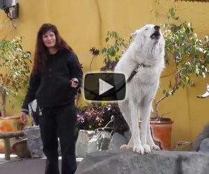L'ululato di un lupo bianco