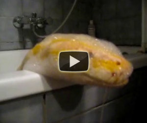 Un bagnetto al serpente