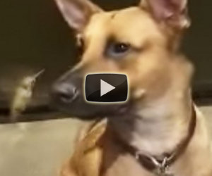 Un cane salva la vita ad un colibrì, ecco il rapporto che hanno adesso