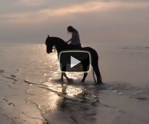 Un cavallo elegantissimo