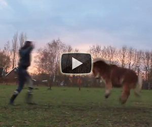 Un dolcissimo pony scatenato