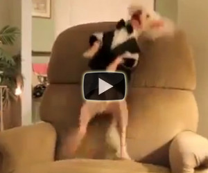 Un folle cane ballerino