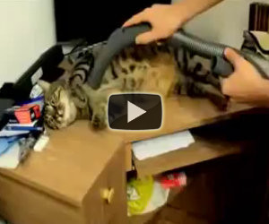 Un gatto che ama l'aspirapolvere