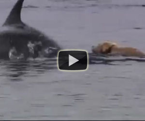 Un labrador ed un delfino nuotano ogni giorno insieme