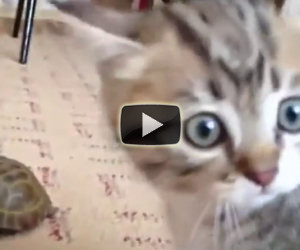 Un nuovo amico arriva a casa, ecco la divertente reazione del gatto