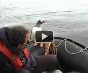 Un pinguino furbo e fortunato